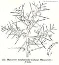 خارشتر